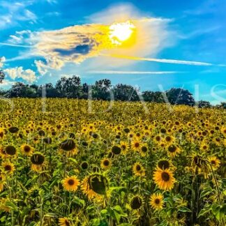 Field of Sunshine Smiles - S L Davis Photography