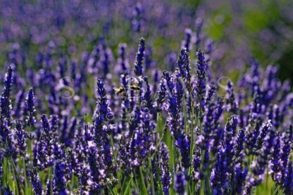 Honey Bee Lavender Kisses - S L Davis Photography