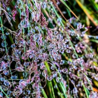 Natures Jewels of Dew - S L Davis Photography