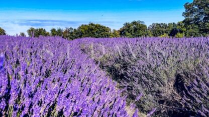 Purple Haze - S L Davis Photography