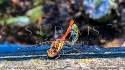 Reproduction in action - S L Davis Photography