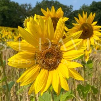 Sunflower Smile - S L Davis Photography