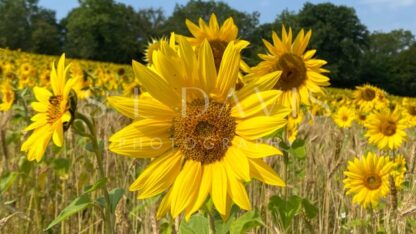 Sunflower Smile - S L Davis Photography