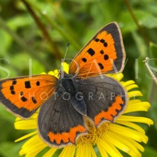 A Dandy Small Copper - S L Davis Photography