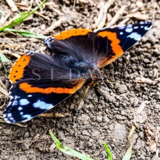 Admirable red admiral - S L Davis Photography