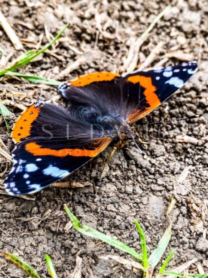 Admirable red admiral - S L Davis Photography