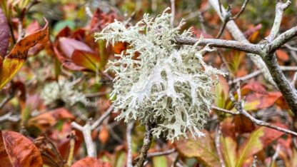 Airing the Lichen - S L Davis Photography