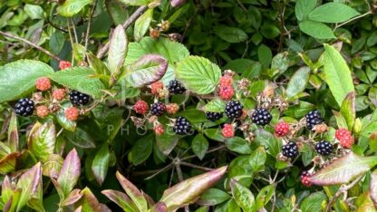 Brambling berries - S L Davis Photography