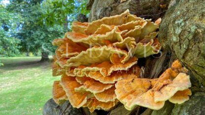 Chicken of the Wood - S L Davis Photography