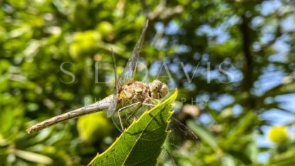 Darting to the Green - S L Davis Photography