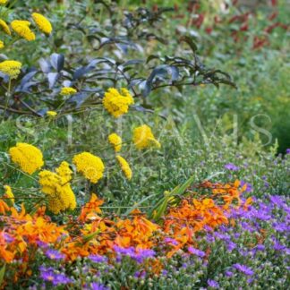 Festival of Floral Colour - S L Davis Photography