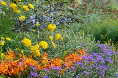 Festival of Floral Colour - S L Davis Photography