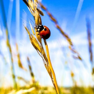 Ladybug Grain - S L Davis Photography