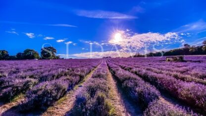 Lavender view - S L Davis Photography