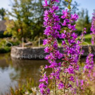 Lilac Light - S L Davis Photography