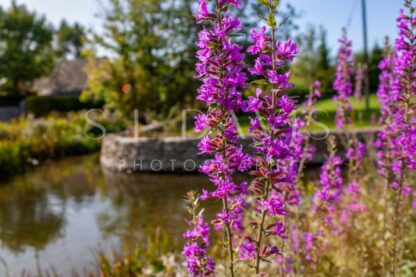 Lilac Light - S L Davis Photography