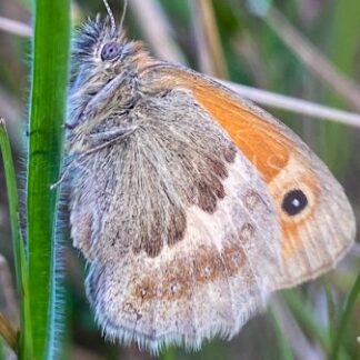 Sleepy Small Heath on the Heath - S L Davis Photography