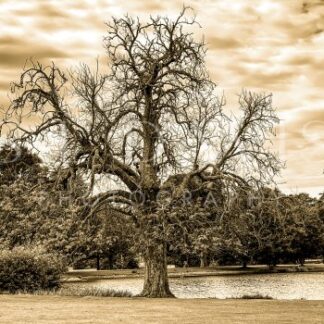 The Age Old Chestnut - S L Davis Photography