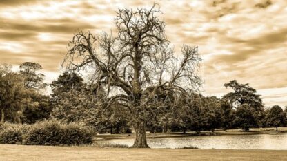 The Age Old Chestnut - S L Davis Photography