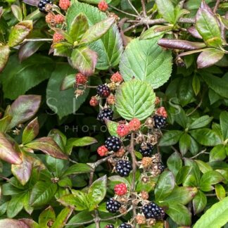 Very berry ripening blackberries - S L Davis Photography