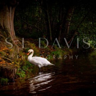 Autumn Mute - S L Davis Photography